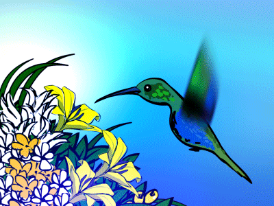 koliber-kwiaty